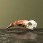 Roodsnaveltok M Schedel Taxidermie Opgezette Dieren By Max, Verzamelen, Ophalen of Verzenden, Nieuw, Vogel, Opgezet dier