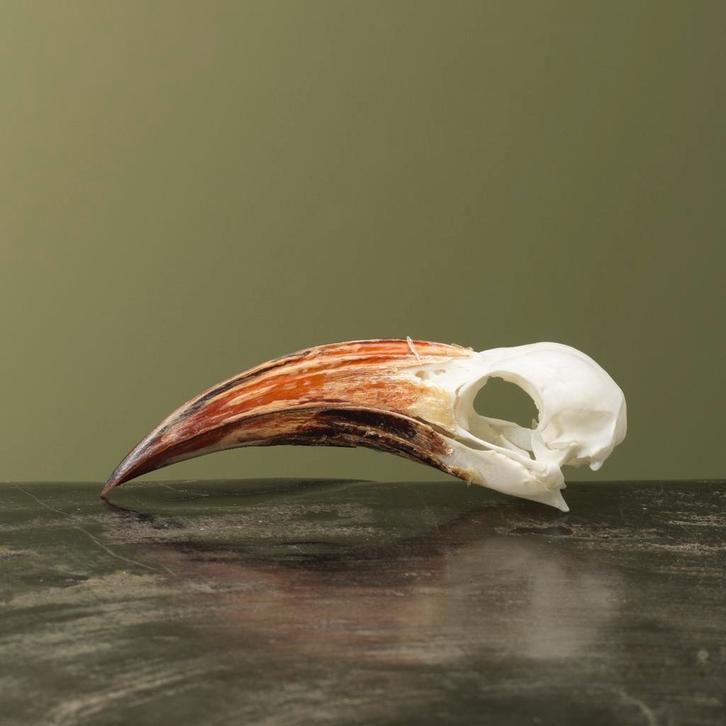 Roodsnaveltok M Schedel Taxidermie Opgezette Dieren By Max, Collections, Collections Animaux, Enlèvement ou Envoi