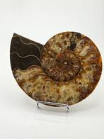 Ammoniet - Gefossiliseerd dier - Aioloceras (Cleoniceras)