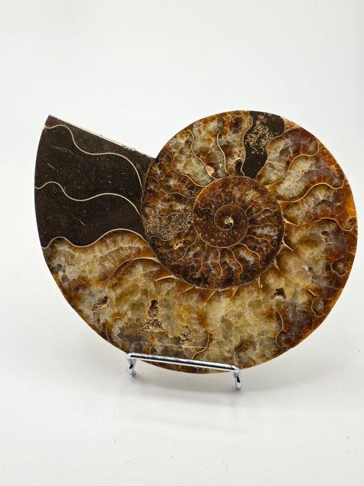 Ammoniet - Gefossiliseerd dier - Aioloceras (Cleoniceras), Collections, Minéraux & Fossiles