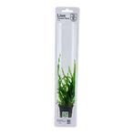 Tropica Microsorum pteropus Narrow (easy), Dieren en Toebehoren, Vissen | Aquaria en Toebehoren, Verzenden, Nieuw