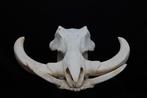 Phacochère africain Crâne - Phacochoerus africanus - 0 cm -