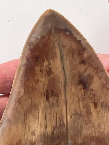 Grote mijnalodon tand 13,6 cm - Fossiele tand - Carcharocles