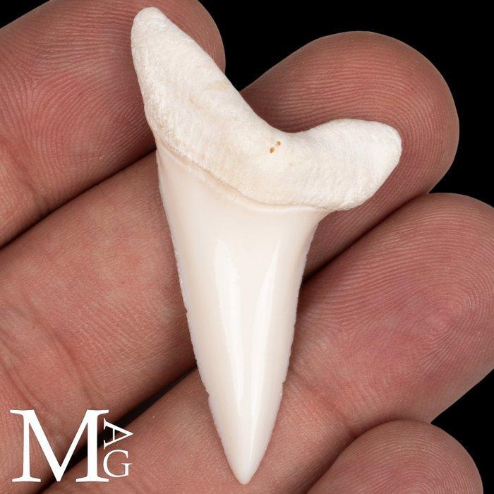 Requin Ensemble de dents - Isurus oxyrinchus - 50 mm - 28 mm, Antiek en Kunst, Curiosa en Brocante