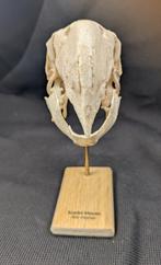 scharlakenara Schedel - (Ara macao) - Museum Grade Replica -