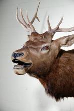 North American Elk, aka Wapiti - Schedel - Cervus canadensis, Verzamelen, Dierenverzamelingen, Nieuw
