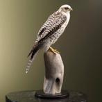 Hybride Valk Taxidermie Opgezette Dieren By Max, Ophalen of Verzenden, Opgezet dier