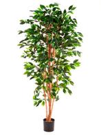 Kunstplant Ficus Nitida 210 cm, Maison & Meubles, Plantes d'intérieur, Verzenden