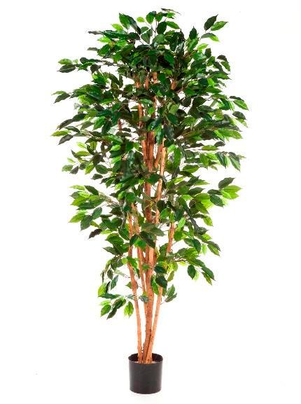 Kunstplant Ficus Nitida 210 cm, Maison & Meubles, Plantes d'intérieur, Envoi