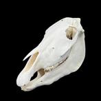Paard Schedel van een zoogdier - Domestic pony skull - 23 cm, Nieuw