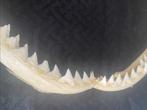 Requin Support de corps entier pour taxidermie -