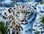 Dave Pinsker - Snow Leopard