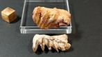 Longvis - Fossiele tanden - Neoceratodus Africanus - 2.5 cm, Verzamelen