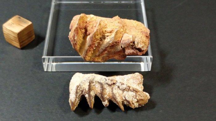 Longvis - Fossiele tanden - Neoceratodus Africanus - 2.5 cm, Verzamelen, Mineralen en Fossielen