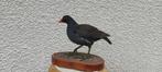 Gemeenschappelijk Morhen Taxidermie volledige montage -, Collections, Collections Animaux