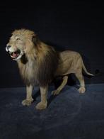 African Lion - adult male Taxidermie volledige montage -