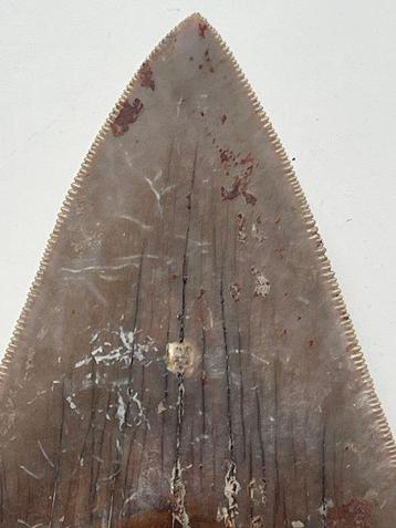 Megadolon tand 11,0 cm - Fossiele tand - Carcharocles