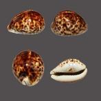 extra grootte !!!  Sammlerstück  Tiger Kauri Cypraea, Verzamelen, Nieuw