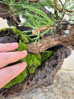 Black Pine Bonsai op steen - verzamelstuk - Hoogte (boom):