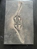 Reptile fossile: Keichousaurus  -Trias - Animal fossilisé -