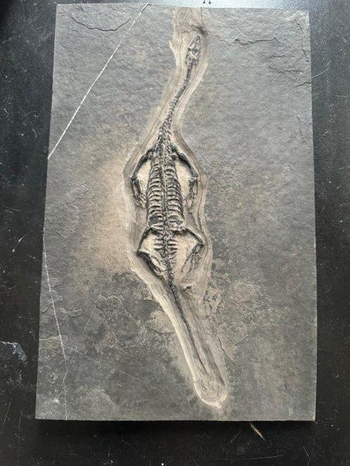 Reptile fossile: Keichousaurus  -Trias - Animal fossilisé -, Verzamelen, Mineralen en Fossielen