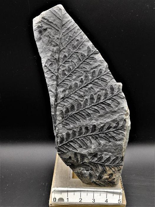 Varen - Gefossiliseerde plant - Alethopteris lonchitica, Verzamelen, Mineralen en Fossielen