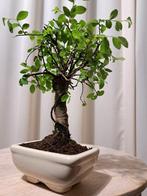 Chinese iep bonsai (Ulmus parviflora) - Korkeus (puu): 20 cm, Antiek en Kunst