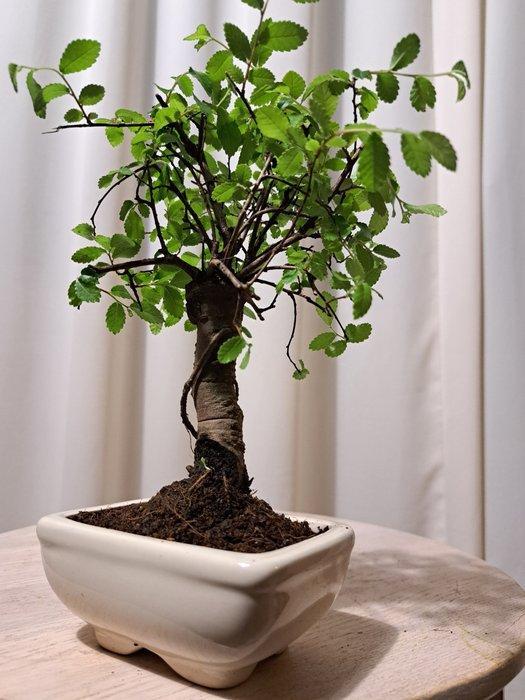Chinese iep bonsai (Ulmus parviflora) - Korkeus (puu): 20 cm, Antiek en Kunst, Curiosa en Brocante