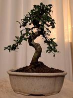 Chinese iep bonsai (Ulmus parviflora) - Hoogte (boom): 25 cm