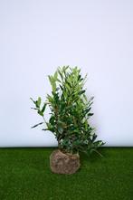 Laurier - Prunus Herbergii - Haagplanten 60 t/m 200cm, Tuin en Terras, Ophalen of Verzenden