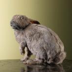 Konijn Taxidermie Opgezette Dieren By Max, Verzamelen, Ophalen of Verzenden, Nieuw, Wild dier, Opgezet dier