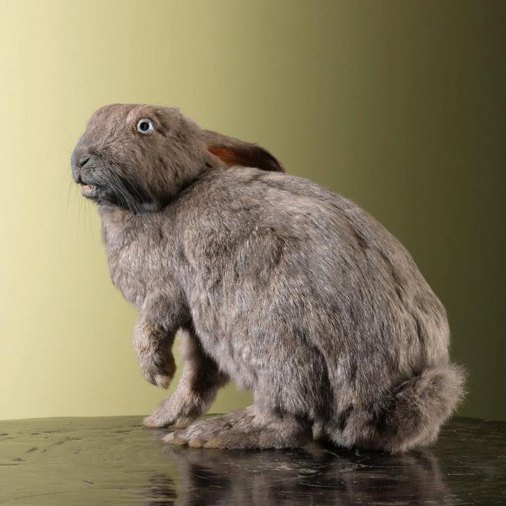 Konijn Taxidermie Opgezette Dieren By Max, Verzamelen, Dierenverzamelingen, Opgezet dier, Nieuw, Wild dier, Ophalen of Verzenden