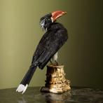 Gekroonde Tok Taxidermie Opgezette Dieren By Max, Ophalen of Verzenden, Nieuw, Vogel, Opgezet dier