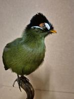 hartlaubtoerako Taxidermie volledige montage - Tauraco, Verzamelen, Dierenverzamelingen, Nieuw