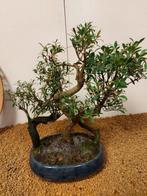 syzygium - Hauteur (arbre) : 28 cm - Profondeur (arbre) : 28