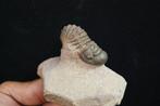 Hoge kwaliteit Trilobites Crotalocephalus - Gefossiliseerd