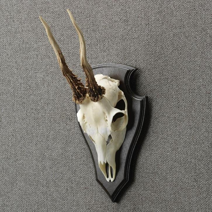 Reebok Schedel Taxidermie Opgezette Dieren By Max, Verzamelen, Dierenverzamelingen, Opgezet dier, Nieuw, Wild dier, Ophalen of Verzenden