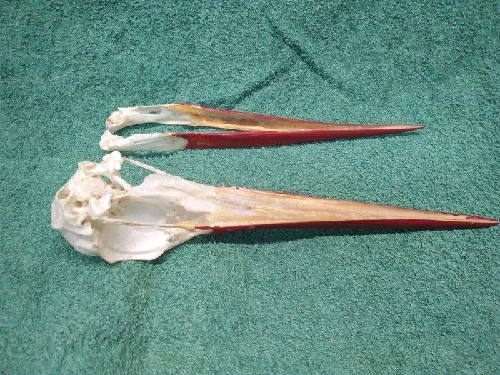 Witte Ooievaar Schedel - Ciconia ciconia - 52 mm - 48 mm -, Collections, Collections Animaux