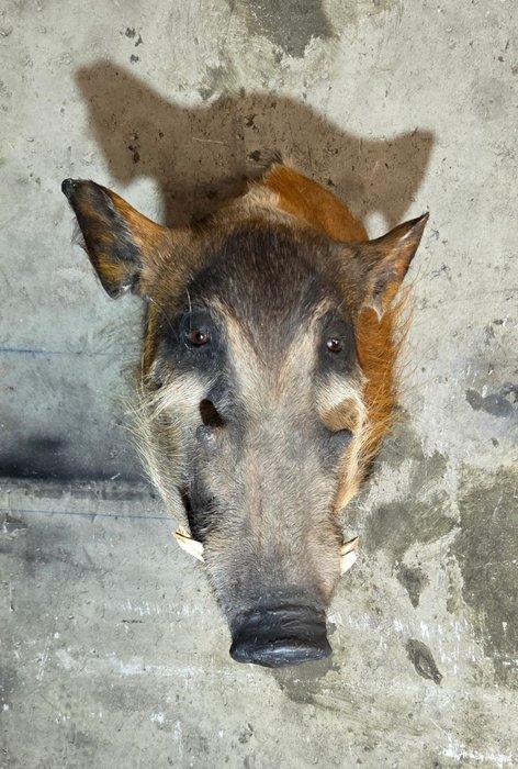 Schouder Afrikaanse boszwijn Taxidermie volledige montage -, Verzamelen, Dierenverzamelingen