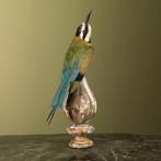 Witkeelbijeneter Taxidermie Opgezette Dieren By Max, Ophalen of Verzenden, Nieuw, Vogel, Opgezet dier