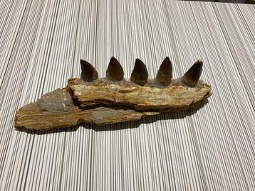 Mosasaurus - Gefossiliseerde kaak - Mandíbula fosilizada -