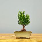Hinoki cipres bonsai (Chamaecyparis obtusa) - Hoogte (boom):, Antiquités & Art, Art | Peinture | Classique