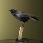 Kraai Taxidermie Opgezette Dieren By Max, Verzamelen, Dierenverzamelingen, Ophalen of Verzenden, Nieuw, Vogel, Opgezet dier