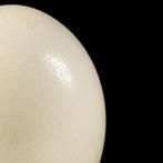 Echte Afrikaanse struisvogelei op een verfijnde decoratieve, Collections, Collections Animaux