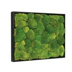 Mosschilderij Bolmos 40x60 cm Zwart, Huis en Inrichting, Nieuw, Verzenden