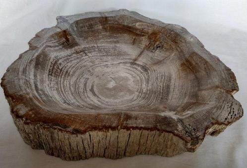 Kom - Bowl - Versteend hout - schaal, Verzamelen, Dierenverzamelingen