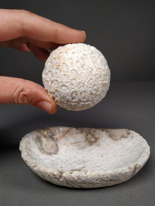 Coupelle et sphère en corail fossile Corail - Cretaceous,, Verzamelen, Mineralen en Fossielen