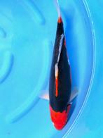 HQ Beni Kumonryu van Ikarashi 38cm (Japanse Koi), Ophalen of Verzenden, Nieuw