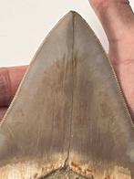 Megalodon tand 12,6 cm - Fossiele tand - Carcharocles, Verzamelen, Mineralen en Fossielen