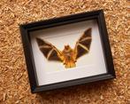 Painted Vesper Bat - framed Taxidermie volledige montage -, Antiek en Kunst, Curiosa en Brocante